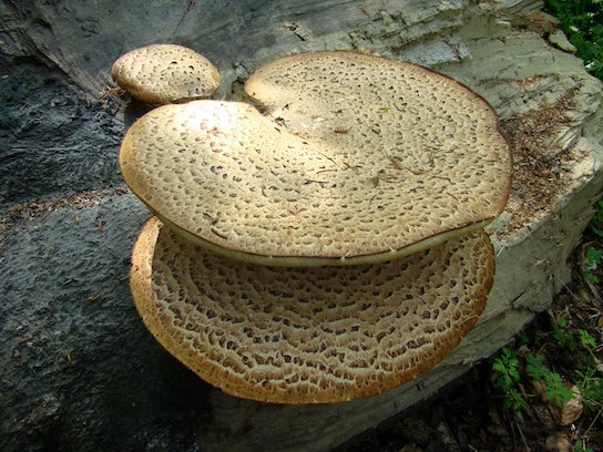 polypores